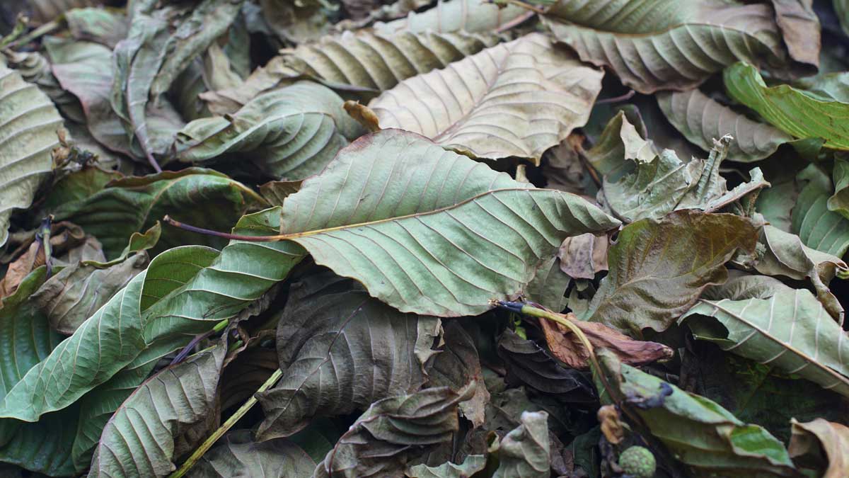 NATURAL KRATOM LEAF