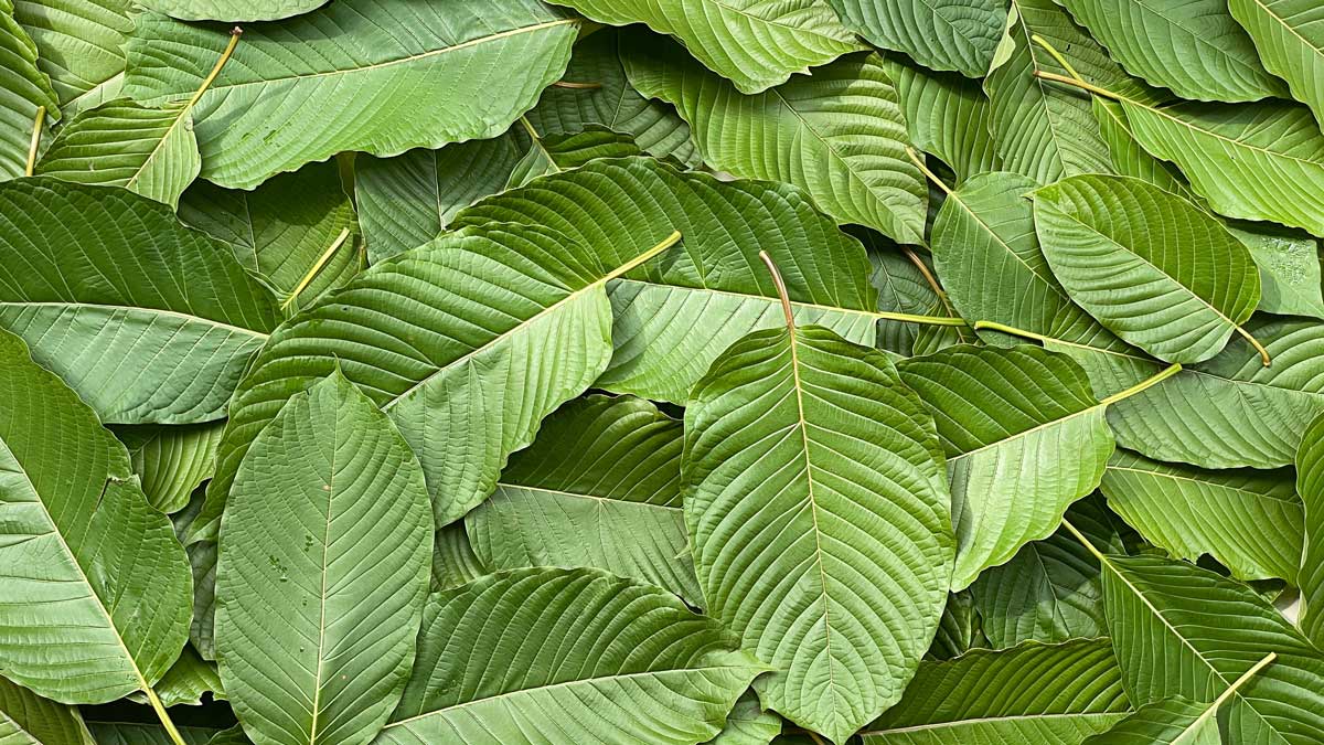 Kratom strains