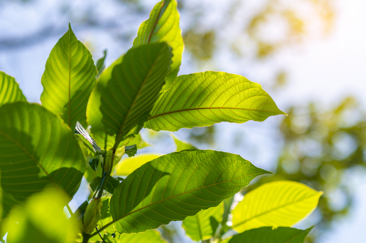Kratom Consumers Protected Under the KCPA