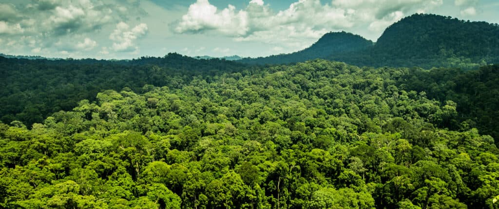 Jungle in Danum Valley, Borneo, Indonesia.