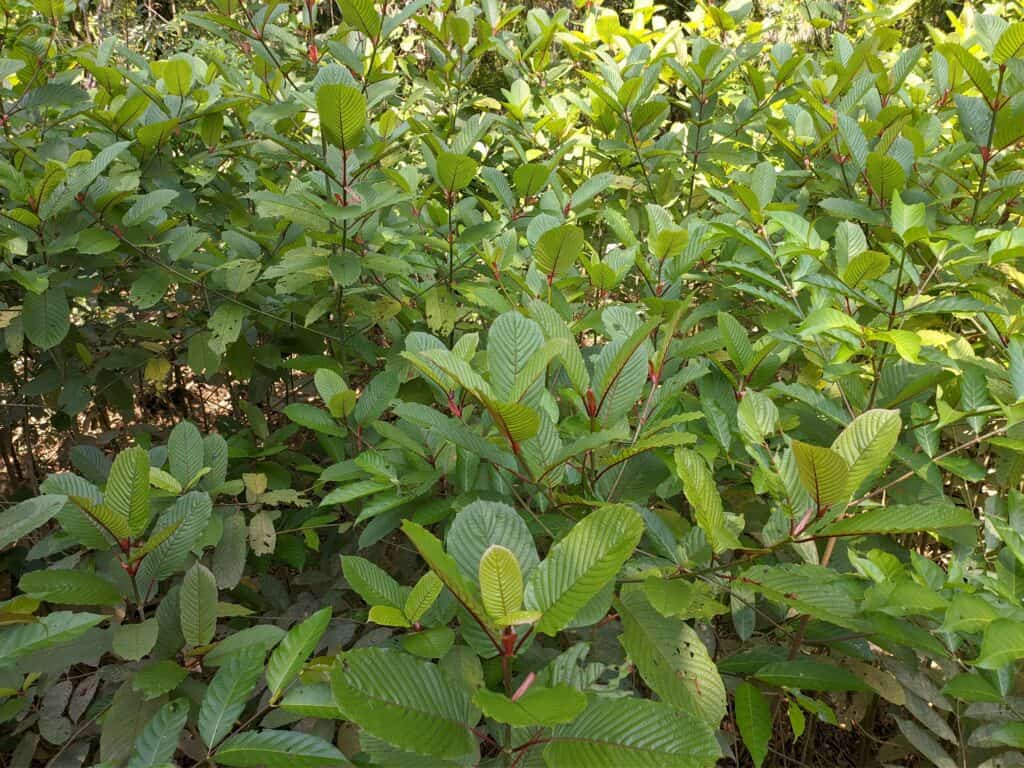 Kratom plants (Mitragyna speciosa) grows wild and fertile in the tropical nature south Kalimantan. Kratom can be used for productivity and motivation support.