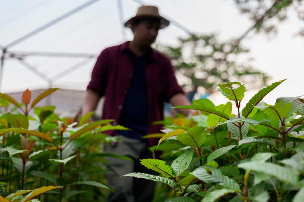 Kratom leaves grown in nurseries with gardeners walking to check order. Kratom farmer in Indonesia