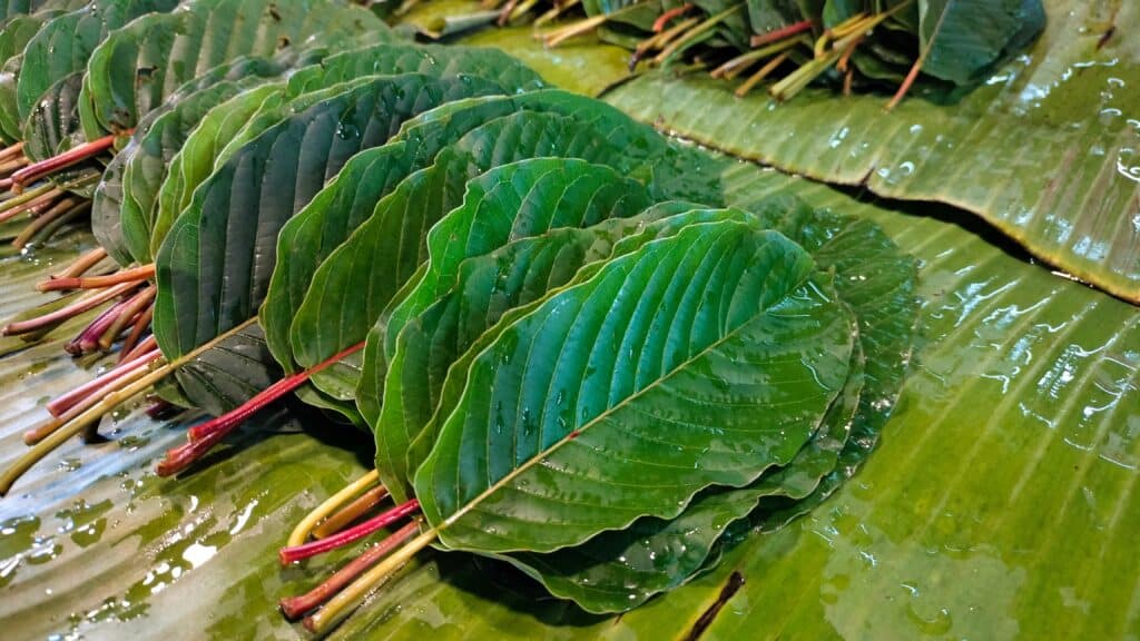 Kratom leaves or Mitragyna Speciosa. Fresh green kratom leaves stacked on moist banana leaves for sale in Thailand's native market with copy space.