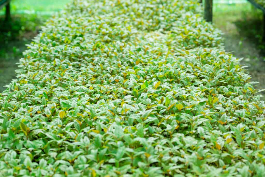 Young seedlings of Mitragyna speciosa (kratom) leaves grown on a farm or plot.