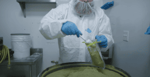 Man in PPE gear scooping kratom powder to send to labs for kratom safety.
