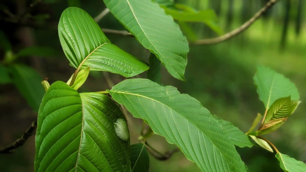 Kratom is a tree. The leaves are used as for its relaxation and energizing properties. The FDA has a staunch stance on kratom.