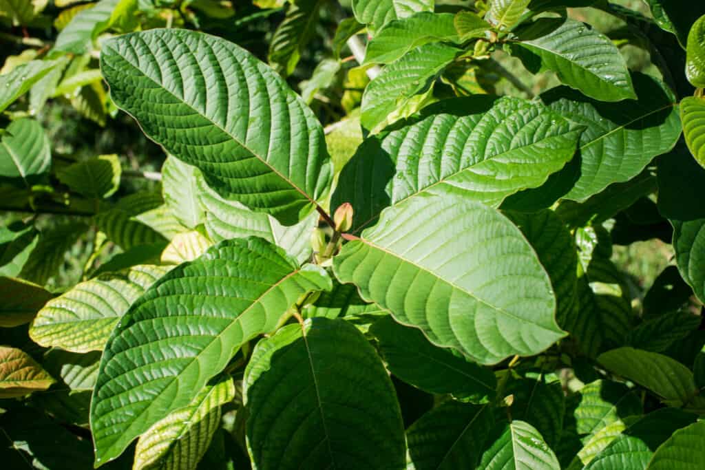 The live kratom plant also known as mitragyna speciosa. Photography by Jeffrey A McDonald