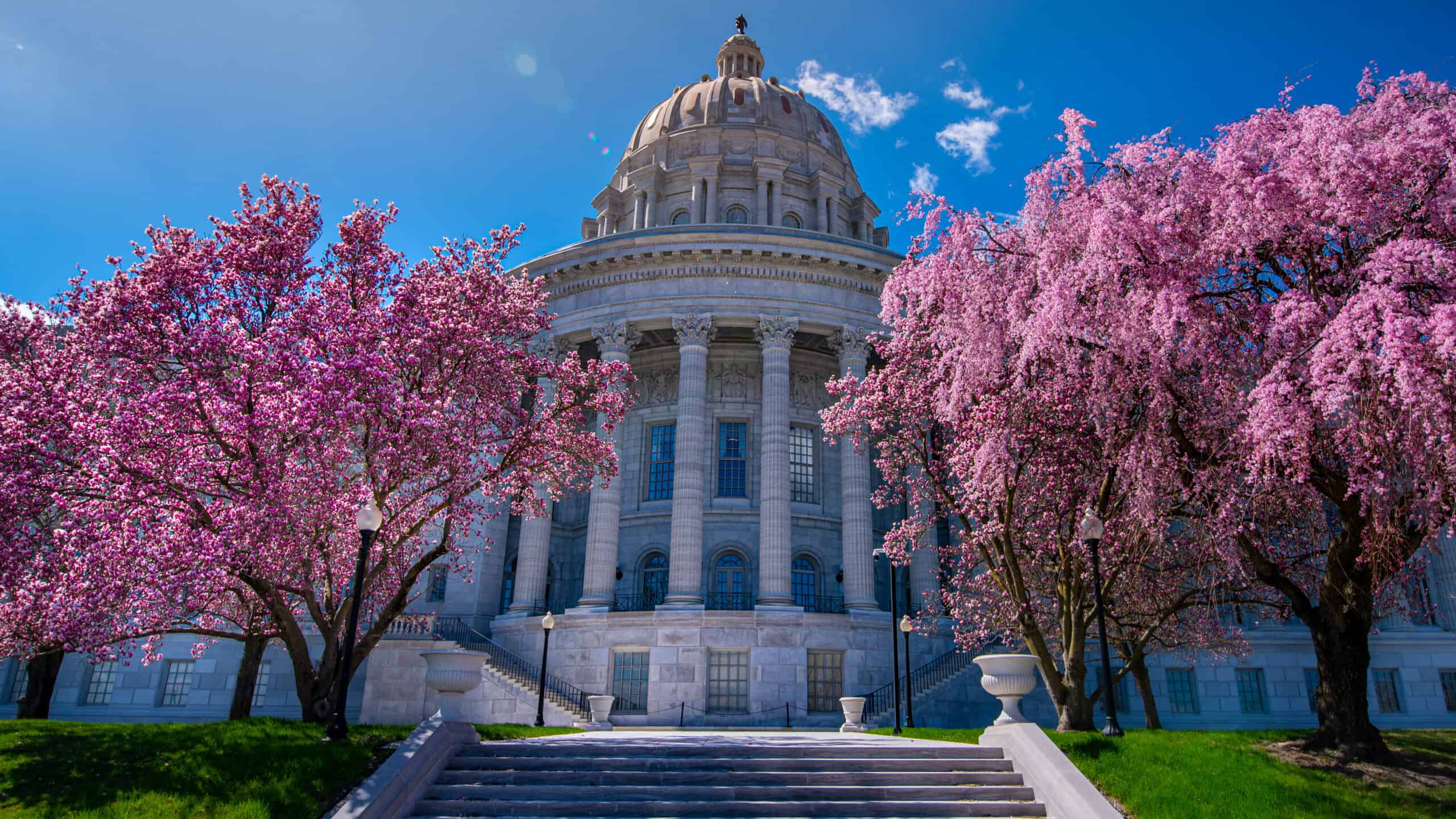 Pink magnolia and red bud flowers blooming beside stairs leading to north side of domed Missouri state capitol building in Jefferson City with blue sky. This is where Missouri's kratom regulation debate takes place.