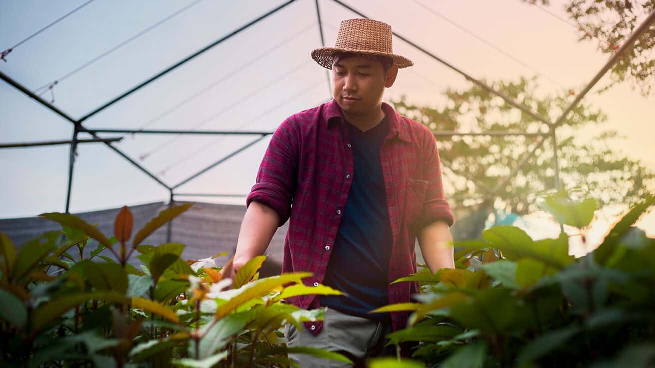 Colors of Maeng Da Kratom. A Thai farmer wearing a red shirt and hat is exploring a garden, kratom leaves, plants open to liberal trade within Indonesia