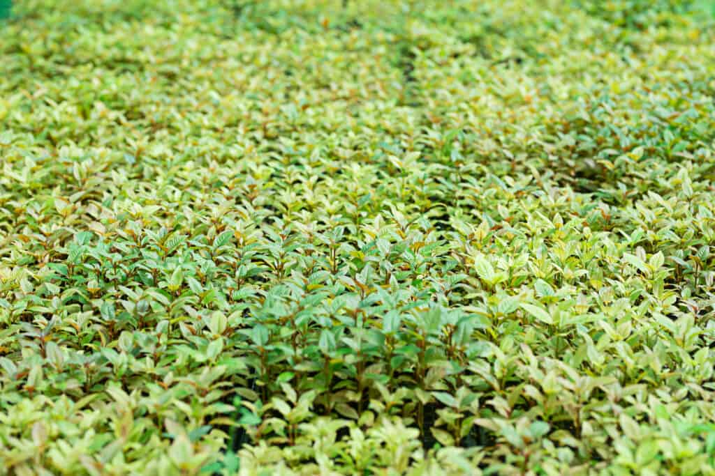 Young seedlings of Mitragyna speciosa leaves grown on a farm or plot.